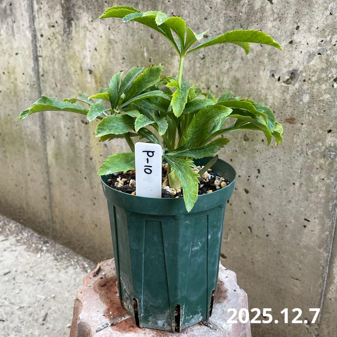 クリスマスローズ(未開花・4号)超多弁レッドベイン