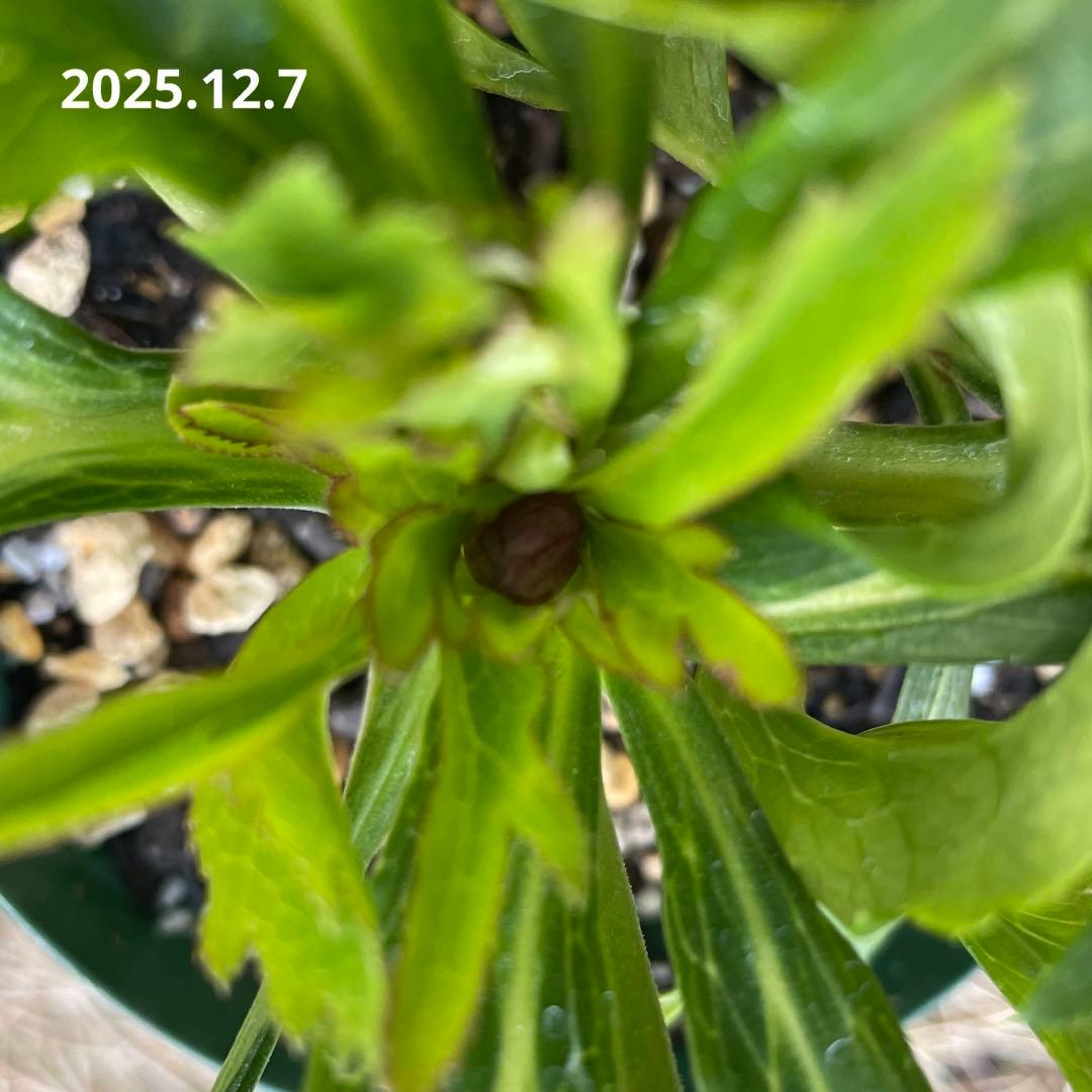 クリスマスローズ(未開花・4号)超多弁レッドベイン