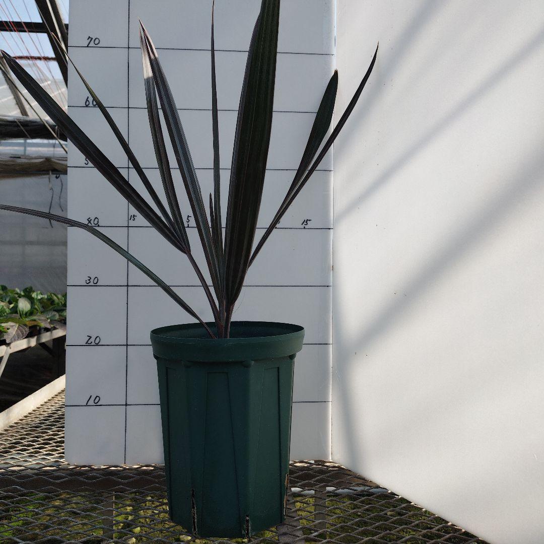 ビスマルキアノビリスシルバー