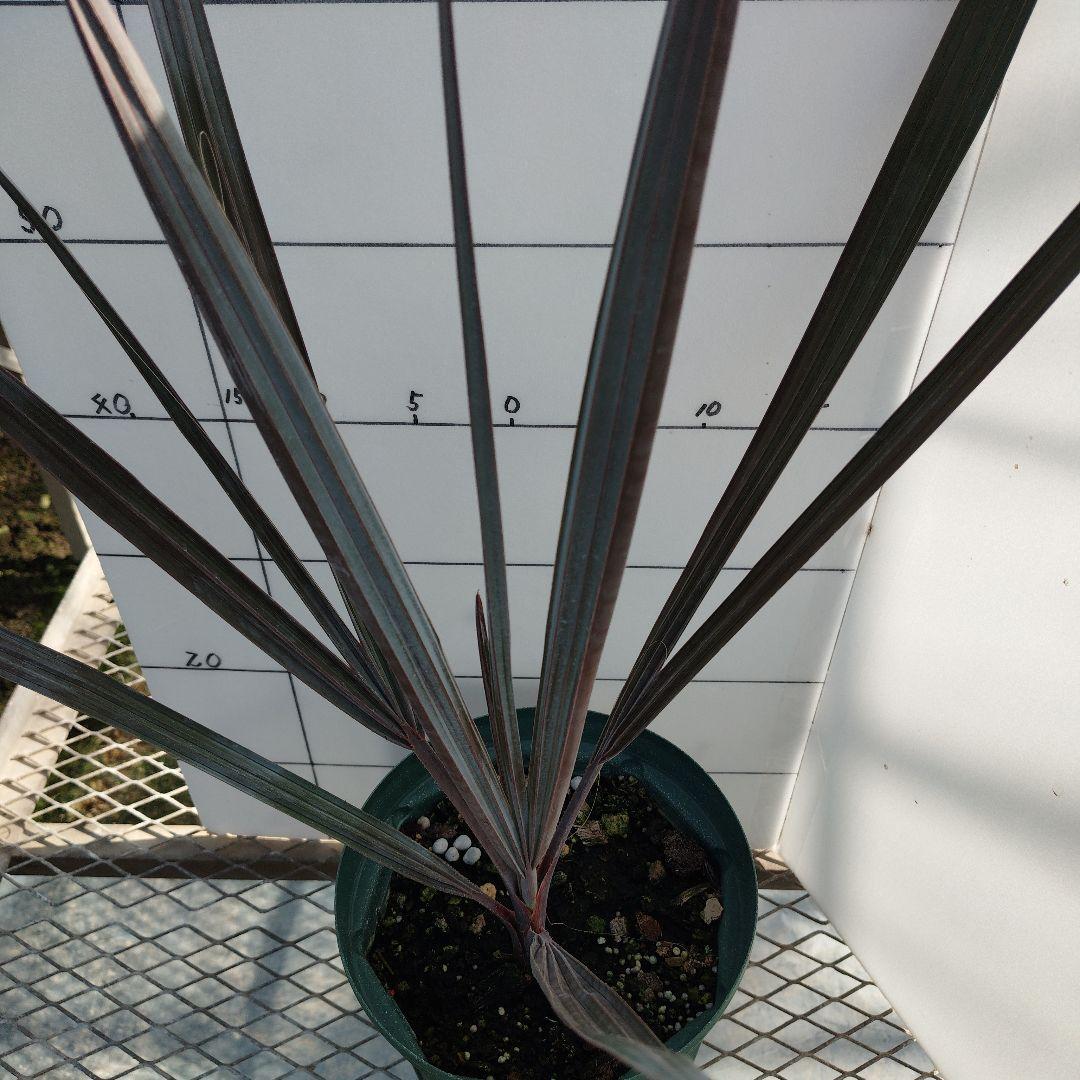 ビスマルキアノビリスシルバー