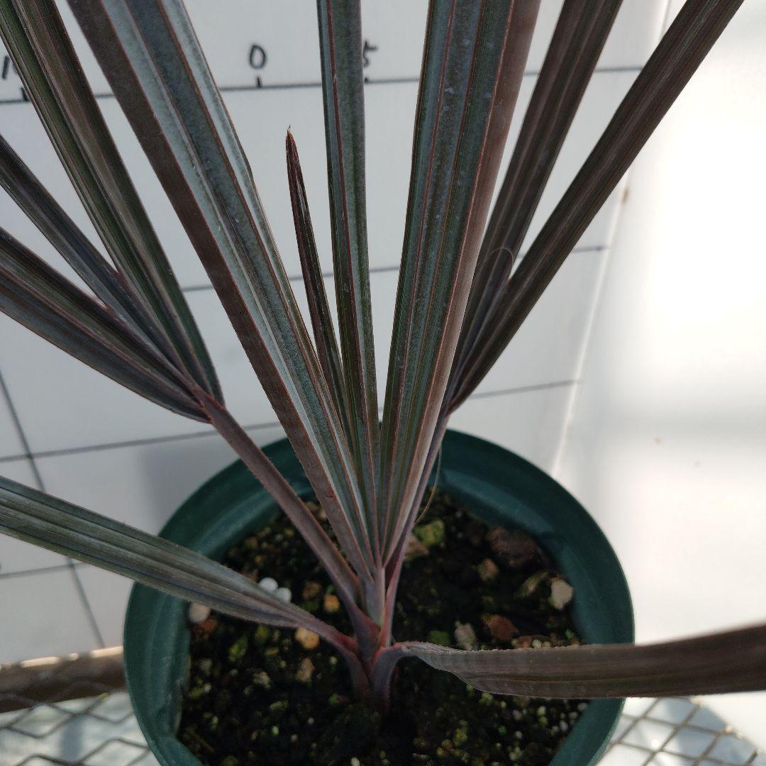 ビスマルキアノビリスシルバー