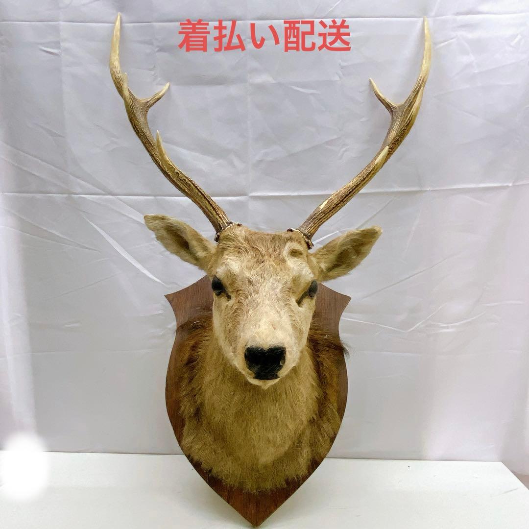 6ADM8 蝦夷鹿 ハンティングトロフィー 剥製 壁掛け インテリア 芸術