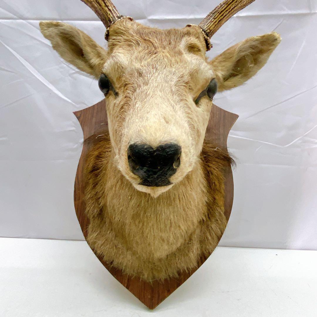 6ADM8 蝦夷鹿 ハンティングトロフィー 剥製 壁掛け インテリア 芸術