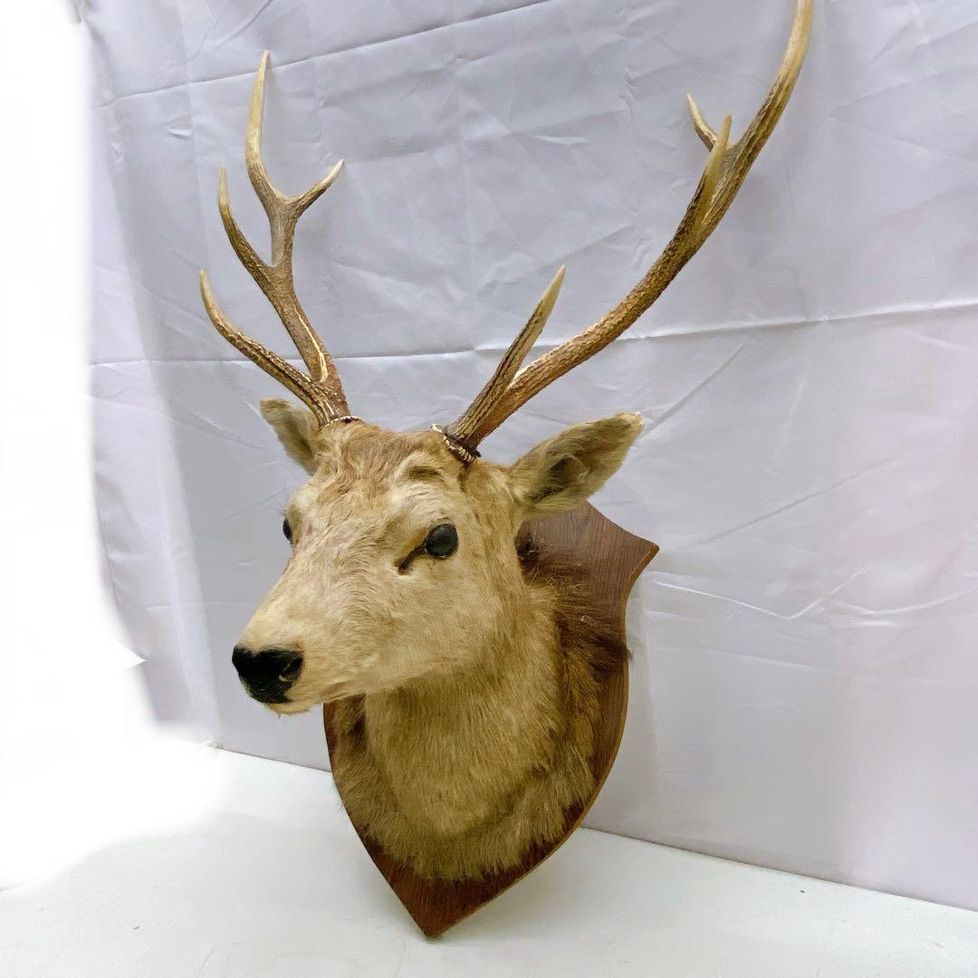 6ADM8 蝦夷鹿 ハンティングトロフィー 剥製 壁掛け インテリア 芸術