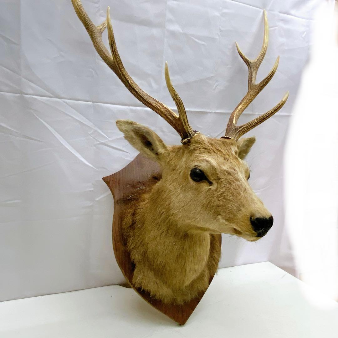 6ADM8 蝦夷鹿 ハンティングトロフィー 剥製 壁掛け インテリア 芸術