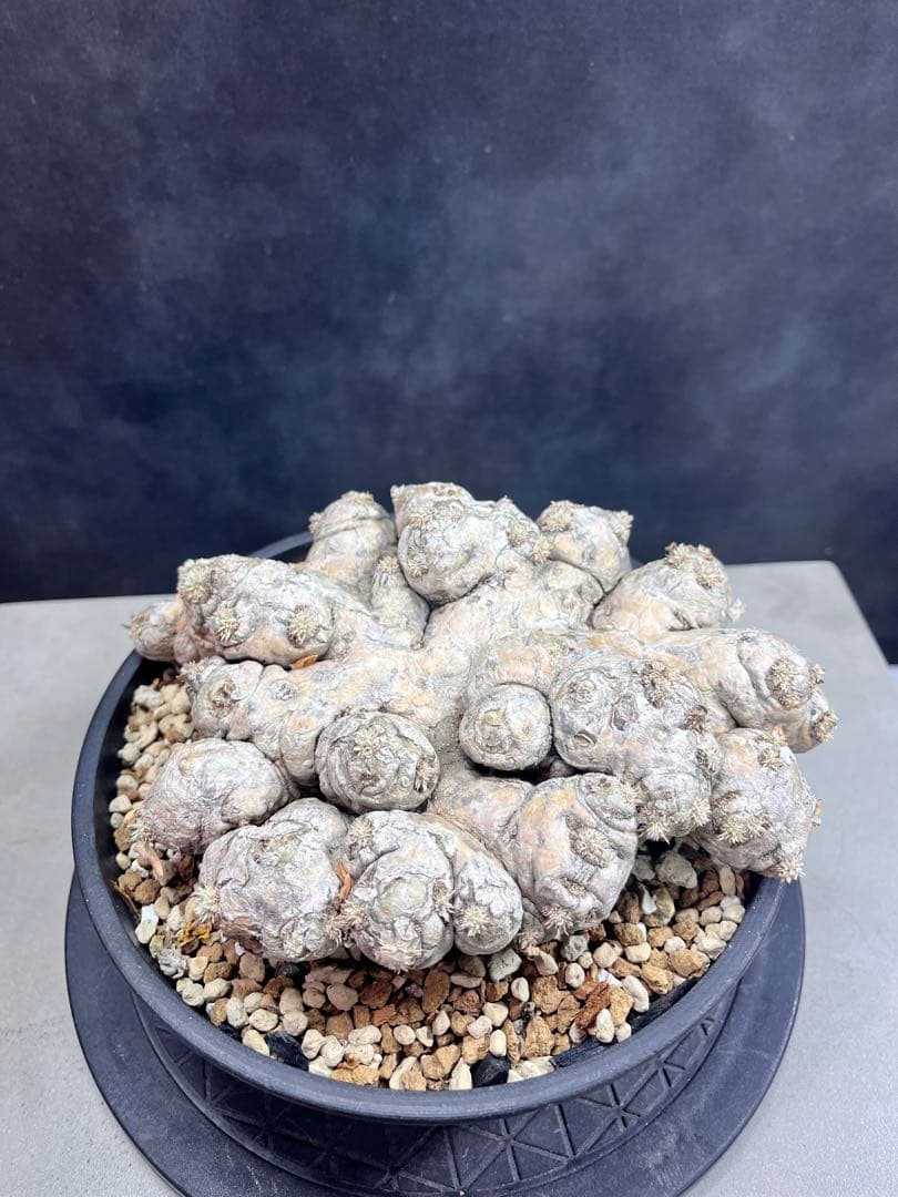 パキポディウム ブレビカウレB10 大株