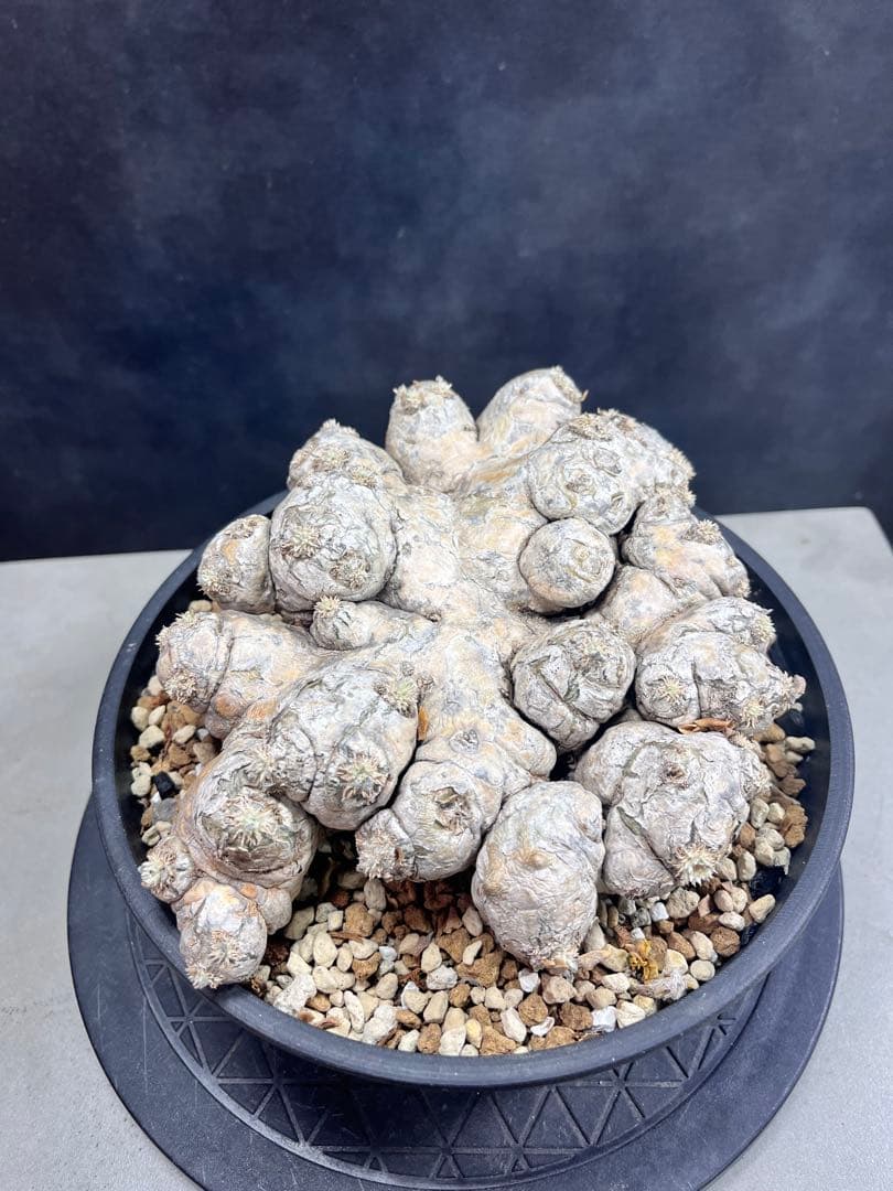 パキポディウム ブレビカウレB10 大株