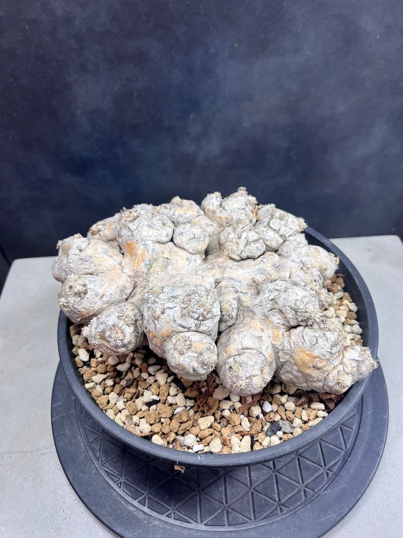 パキポディウム ブレビカウレB10 大株