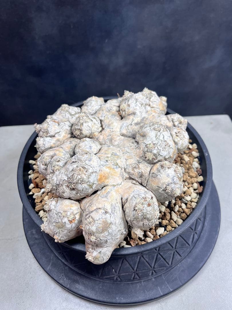 パキポディウム ブレビカウレB10 大株