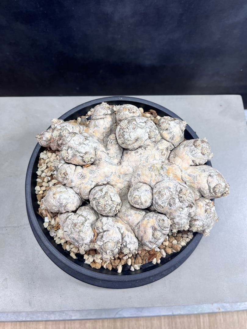 パキポディウム ブレビカウレB10 大株