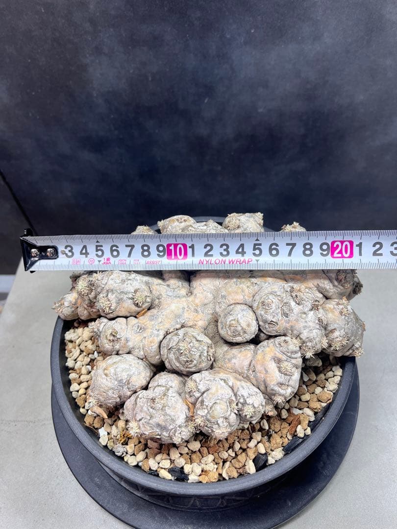 パキポディウム ブレビカウレB10 大株