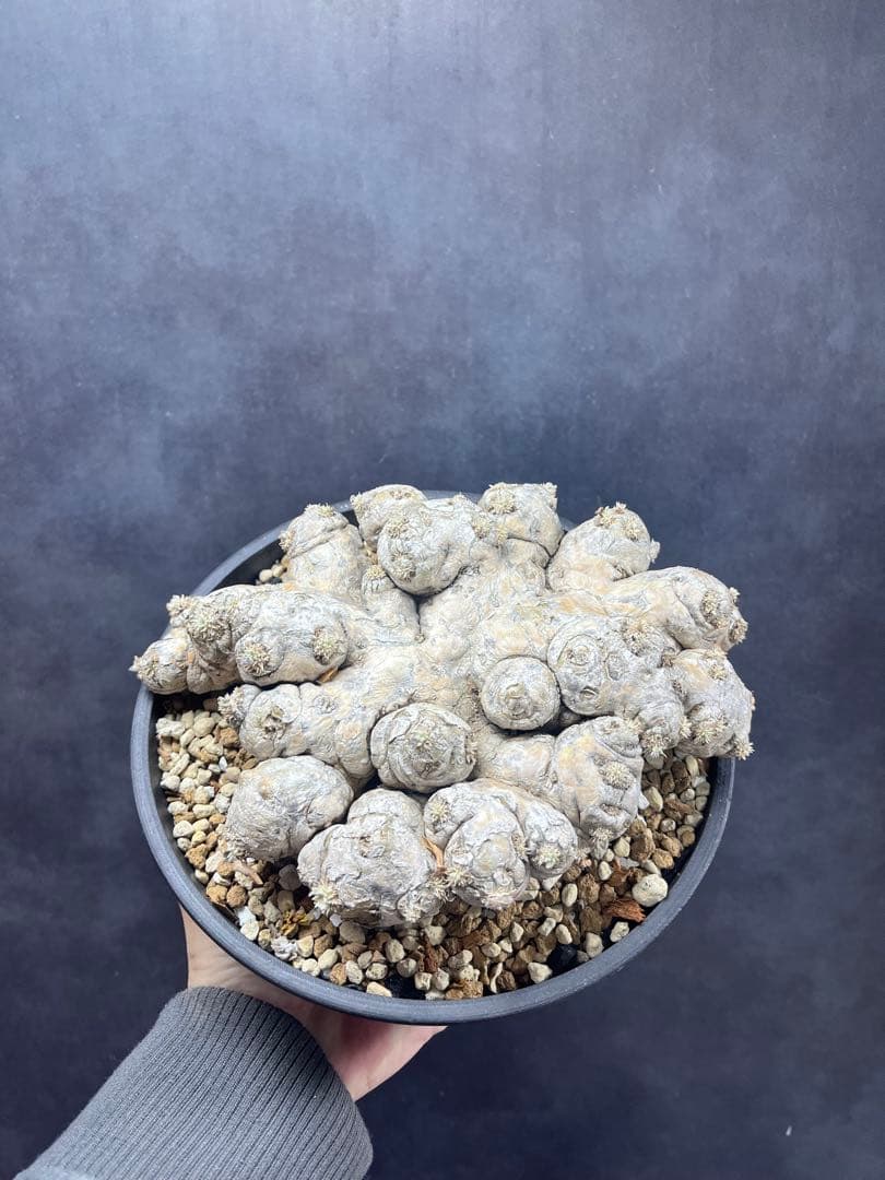 パキポディウム ブレビカウレB10 大株