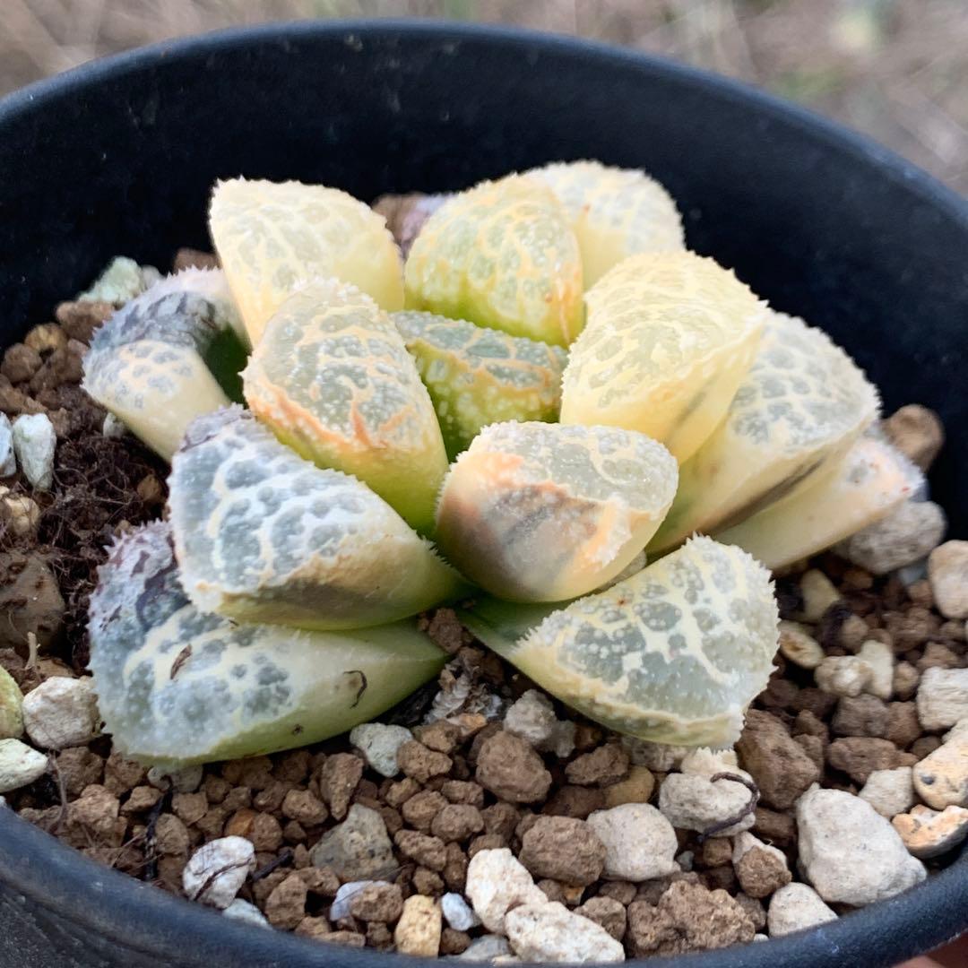 多肉植物 ハオルチア モルドール錦糊斑