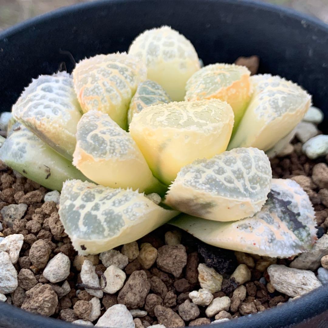 多肉植物 ハオルチア モルドール錦糊斑