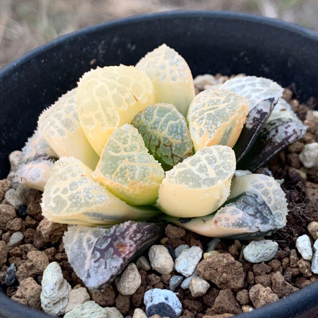 多肉植物 ハオルチア モルドール錦糊斑
