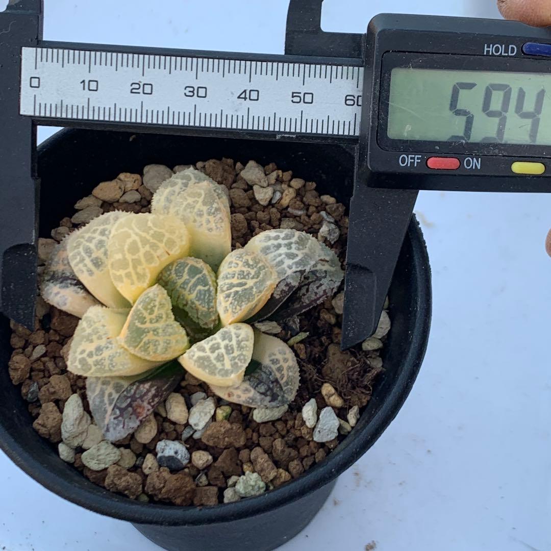 多肉植物 ハオルチア モルドール錦糊斑