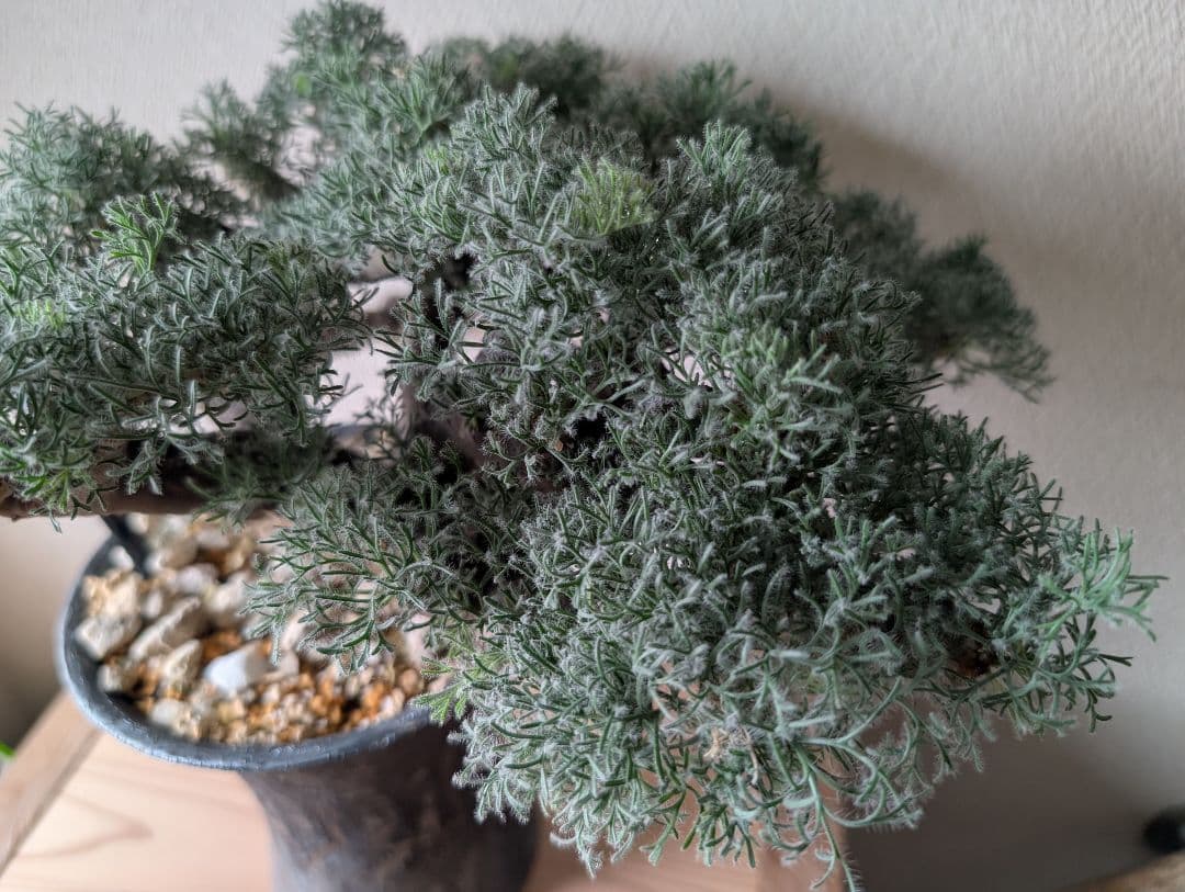 甘い物が好きな人 モンソニア ムルチフィダ 大型XL株