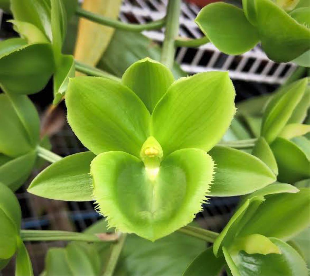 グリーンタケノコ蘭 SVO Fdk. Turning Point カタセタム