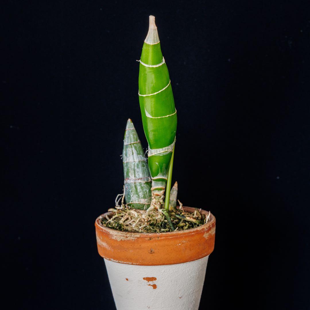 グリーンタケノコ蘭 SVO Fdk. Turning Point カタセタム