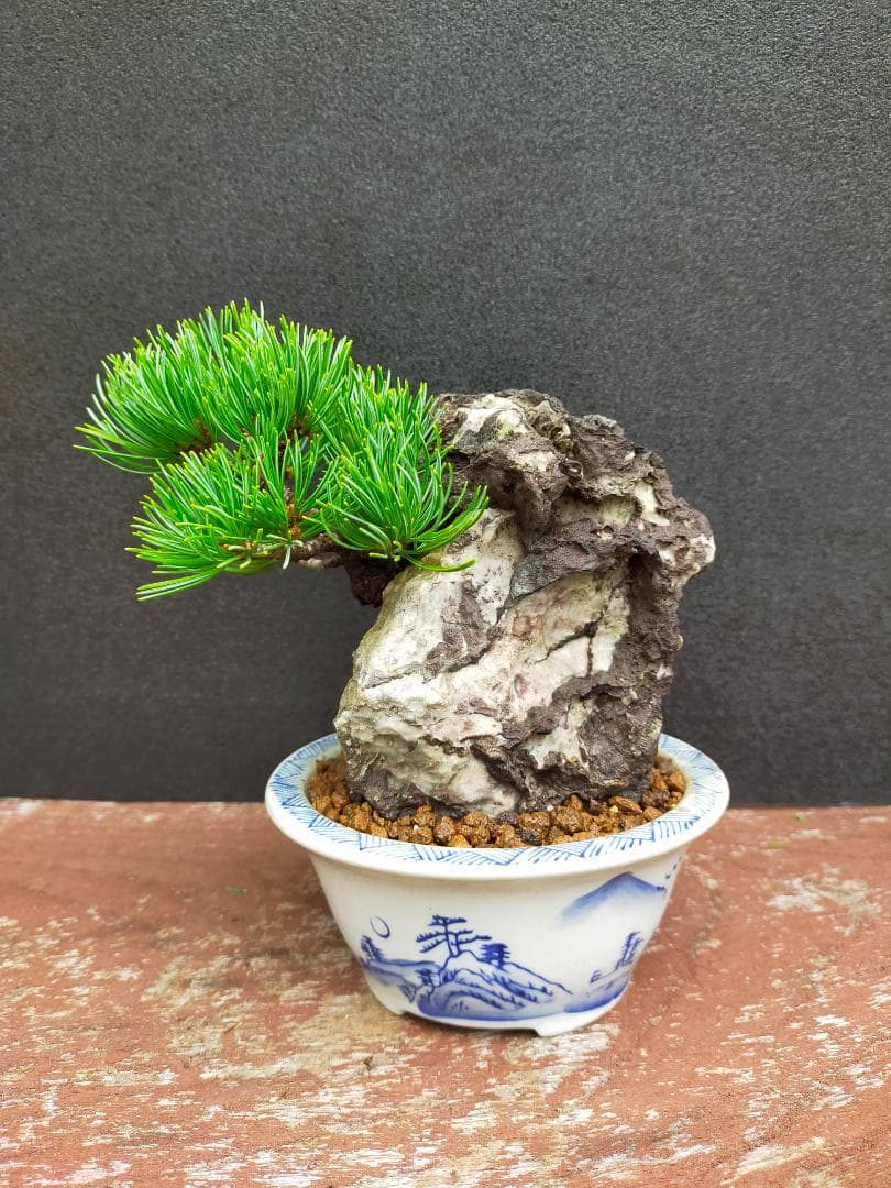 那須娘　八房五葉松　盆栽