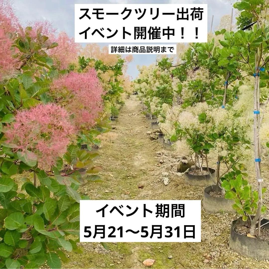 スモークツリー出荷中！