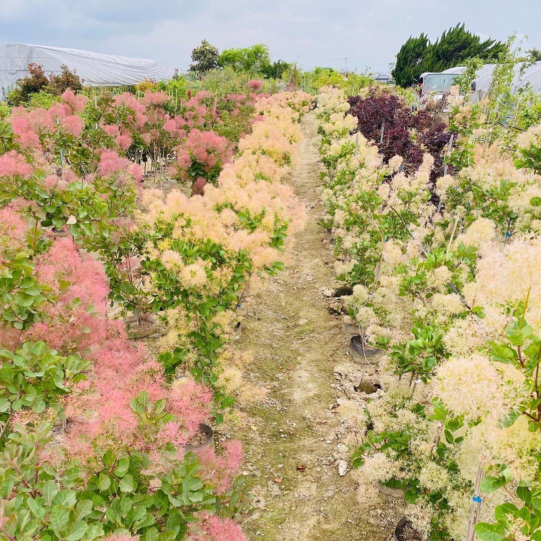 スモークツリー出荷中！