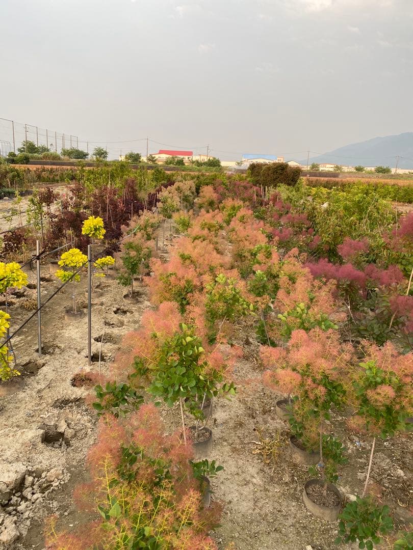 スモークツリー出荷中！