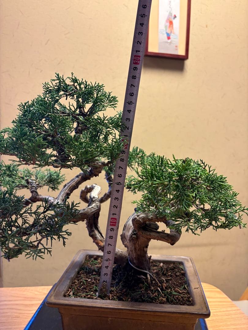 真柏盆栽‼️バランスが良いです！