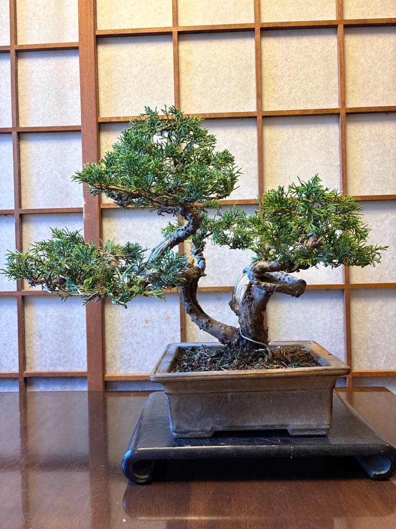 真柏盆栽‼️バランスが良いです！