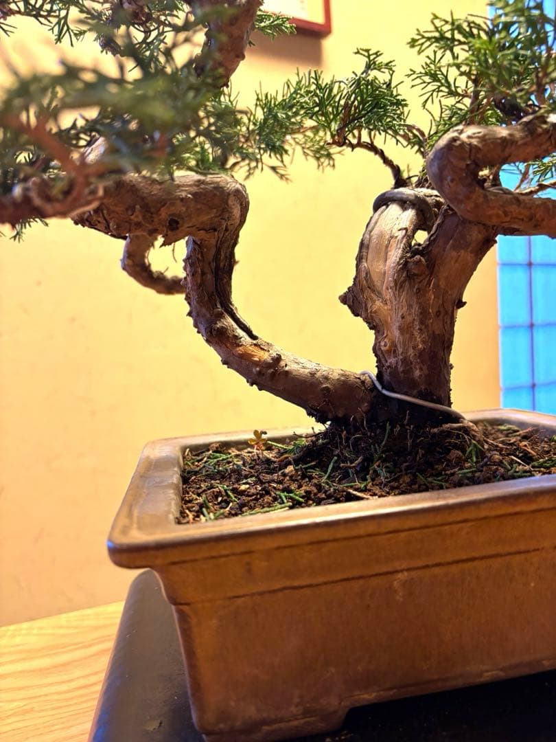 真柏盆栽‼️バランスが良いです！