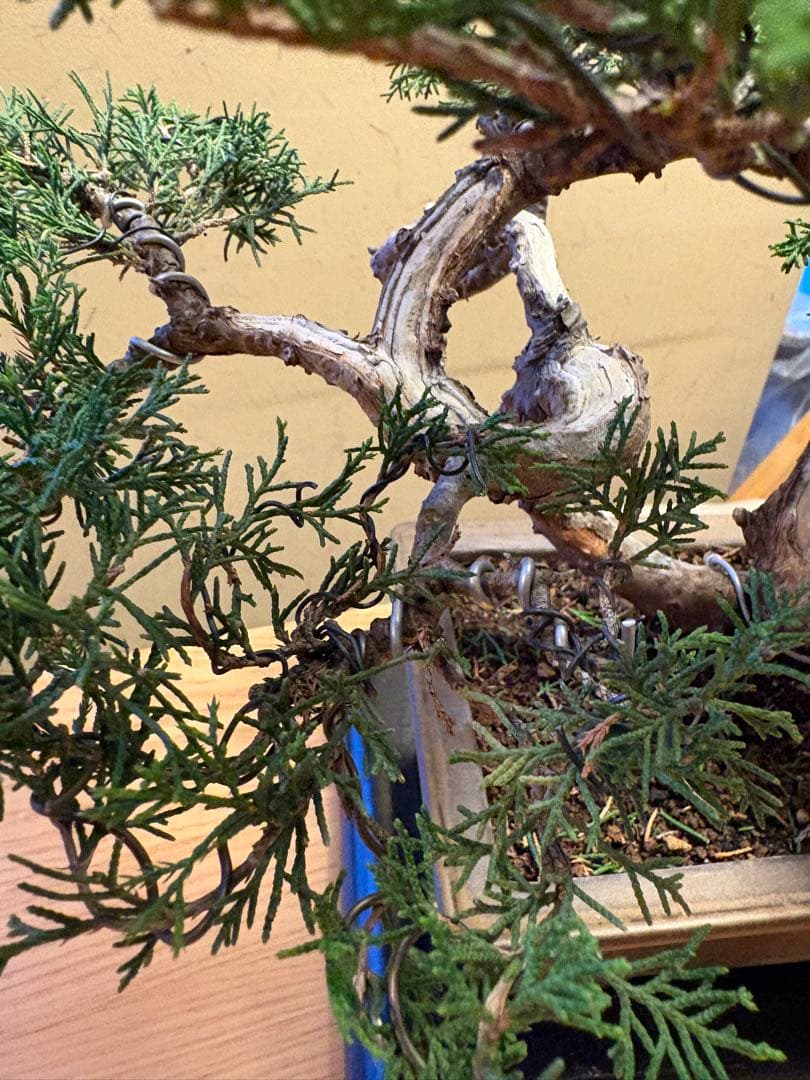 真柏盆栽‼️バランスが良いです！