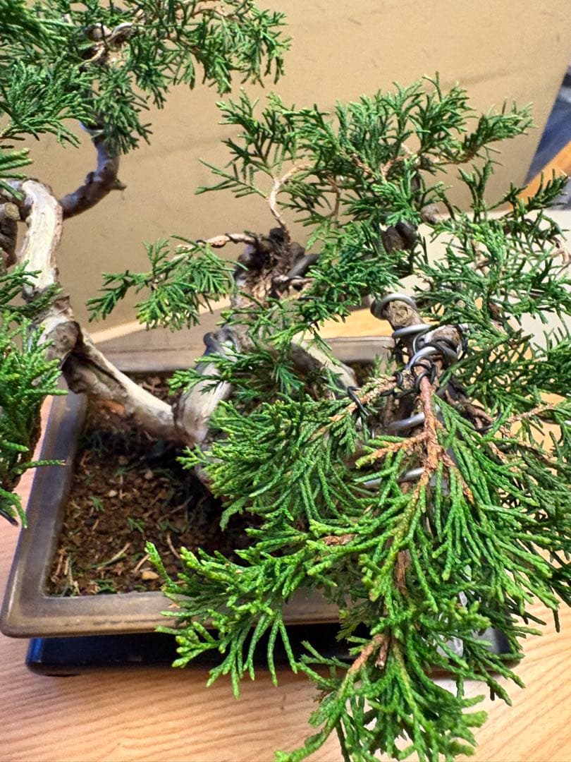 真柏盆栽‼️バランスが良いです！