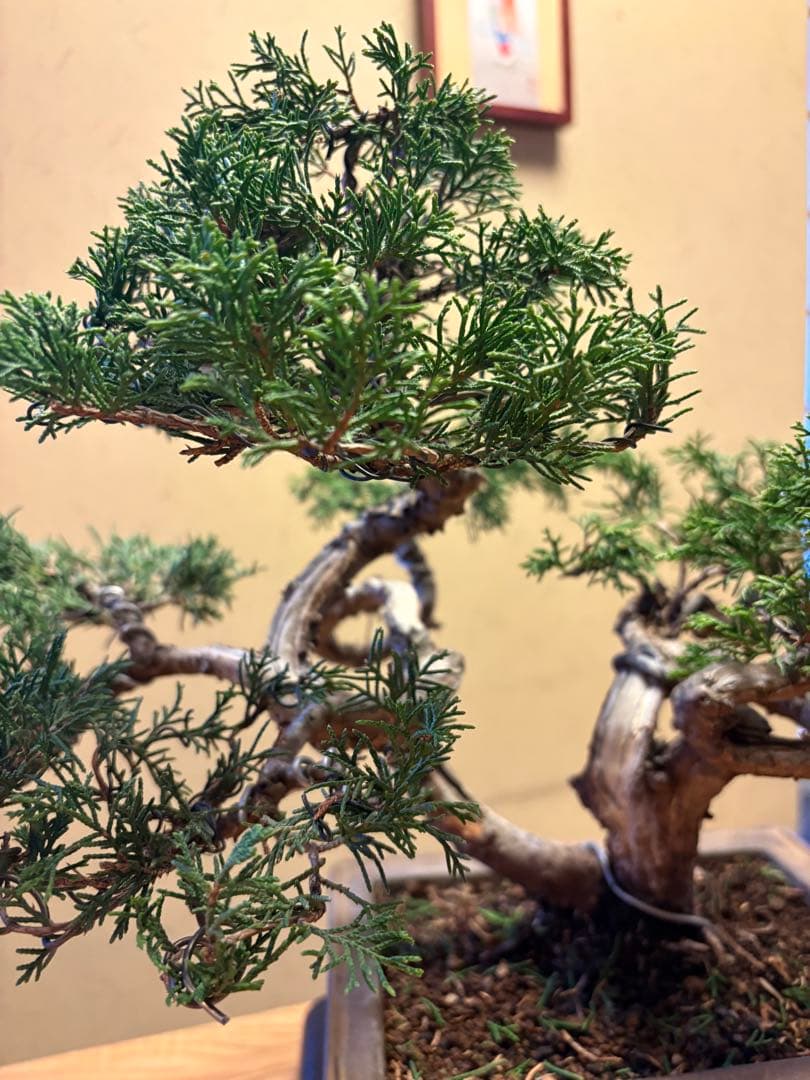 真柏盆栽‼️バランスが良いです！