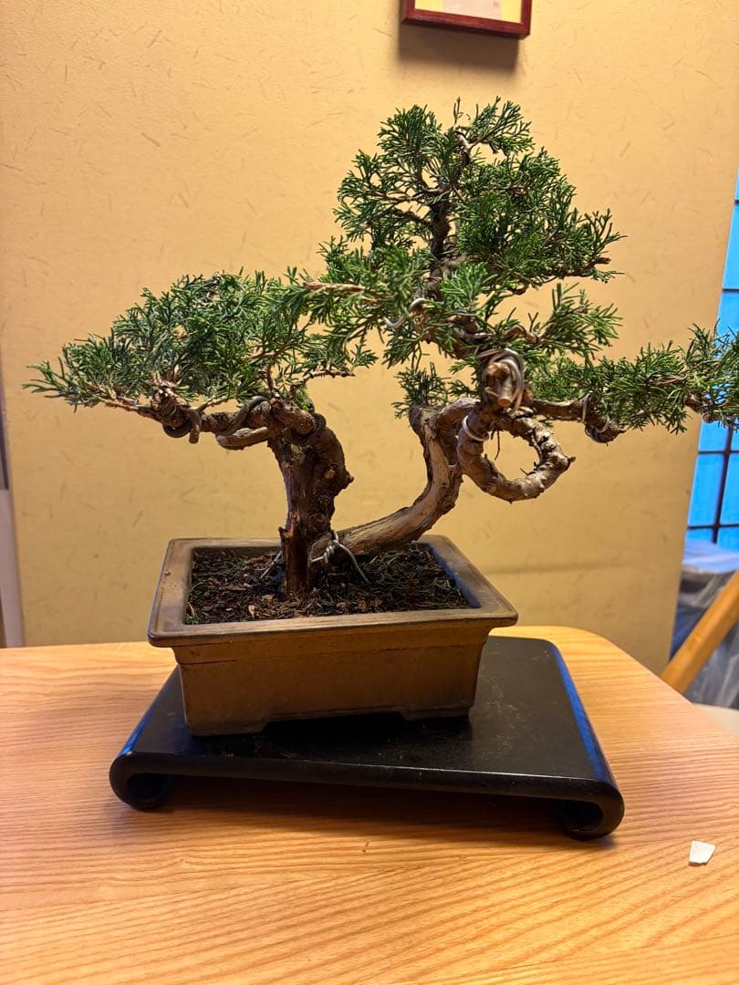 真柏盆栽‼️バランスが良いです！