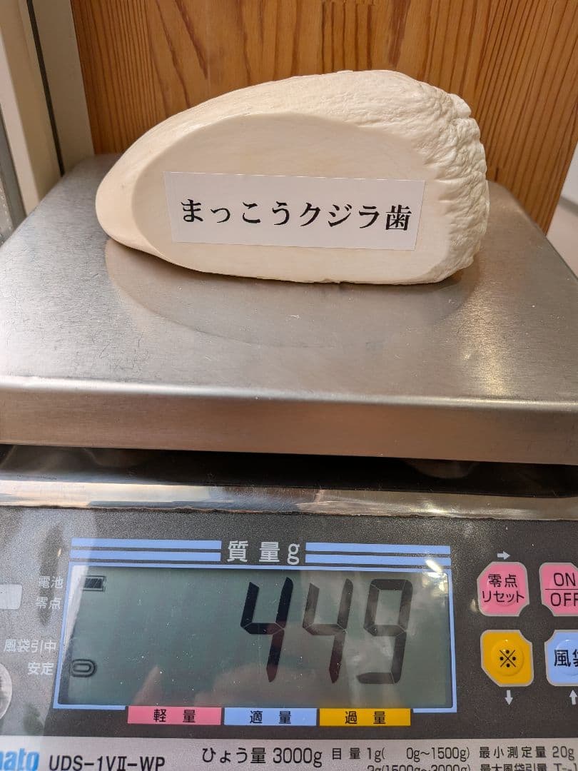 マッコウ鯨歯　本物　片面平磨き済み