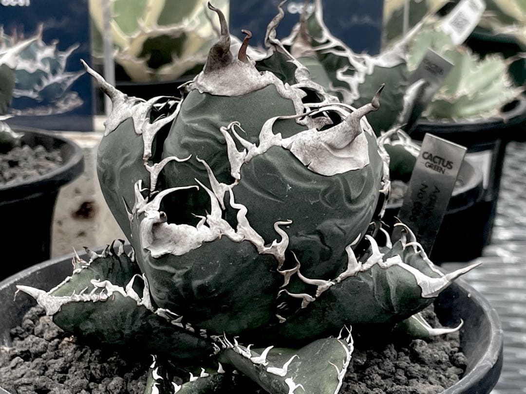 精品美株【CG産】アガベスーパーチタノタ悪魔くん　スパチタBAKEMONO