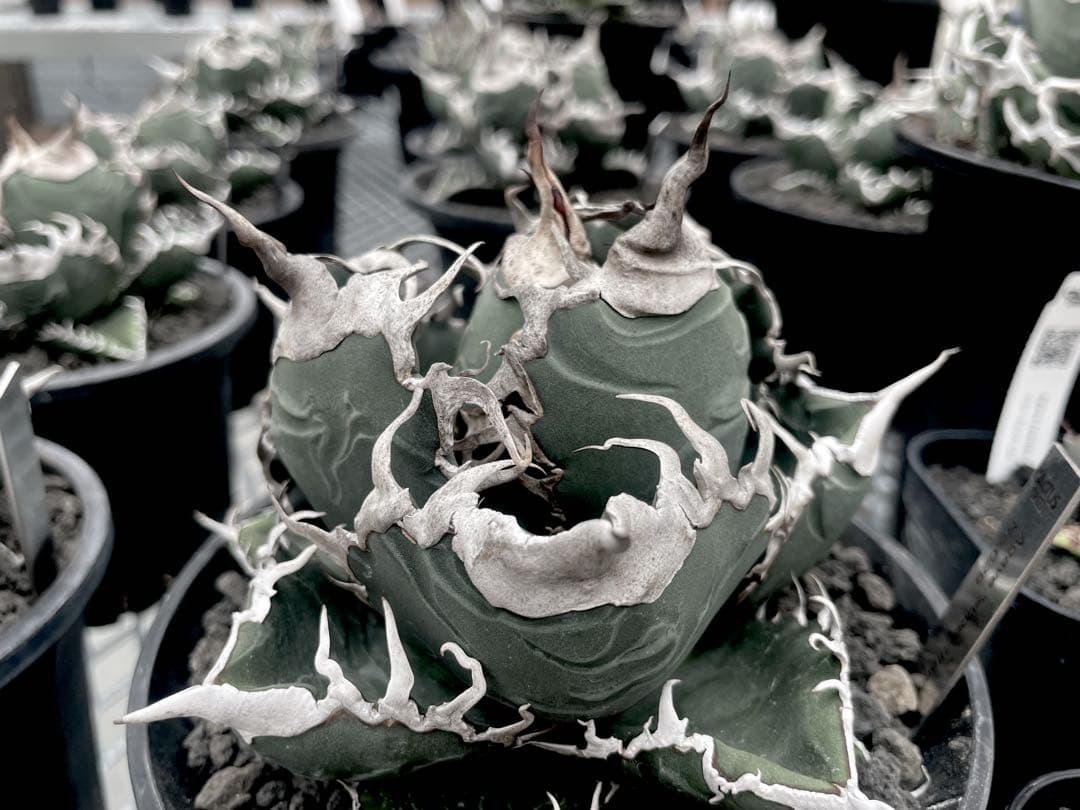 精品美株【CG産】アガベスーパーチタノタ悪魔くん　スパチタBAKEMONO