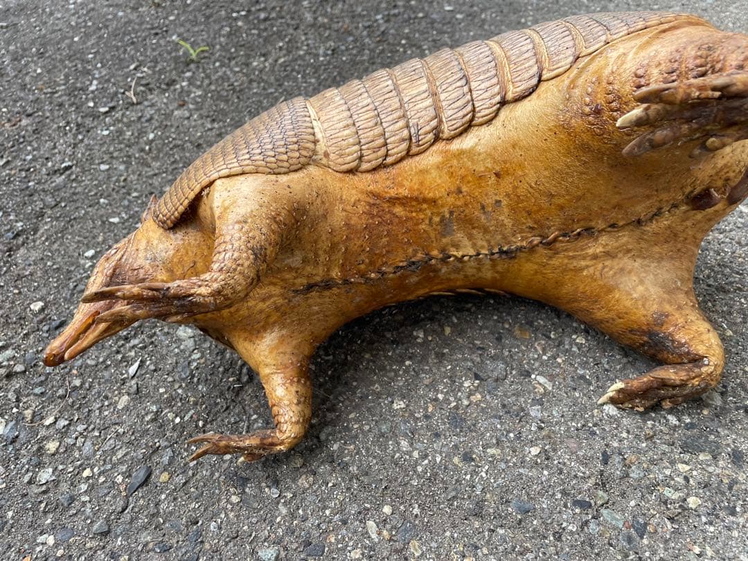 ココノオビアルマジロ　アルマジロ　剥製　ワシントン条約対象外