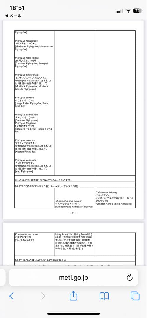 ココノオビアルマジロ　アルマジロ　剥製　ワシントン条約対象外