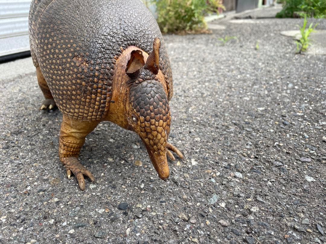 ココノオビアルマジロ　アルマジロ　剥製　ワシントン条約対象外