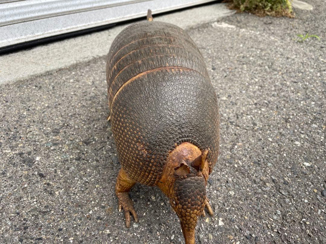 ココノオビアルマジロ　アルマジロ　剥製　ワシントン条約対象外