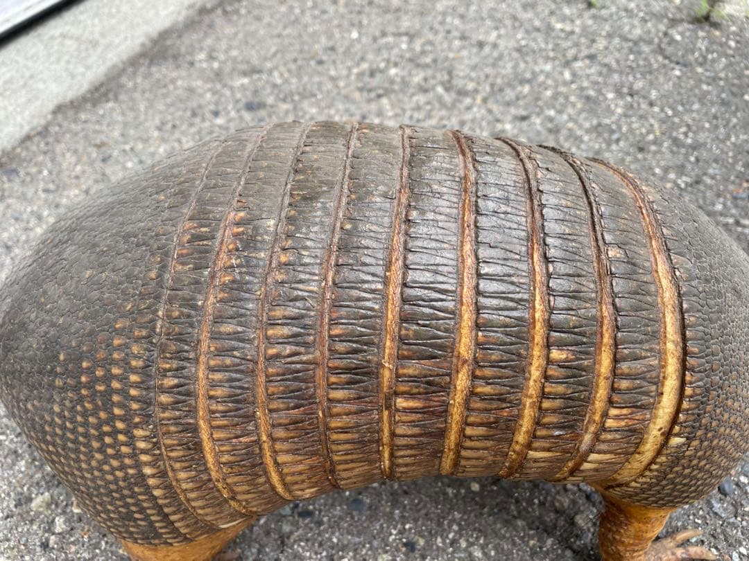 ココノオビアルマジロ　アルマジロ　剥製　ワシントン条約対象外