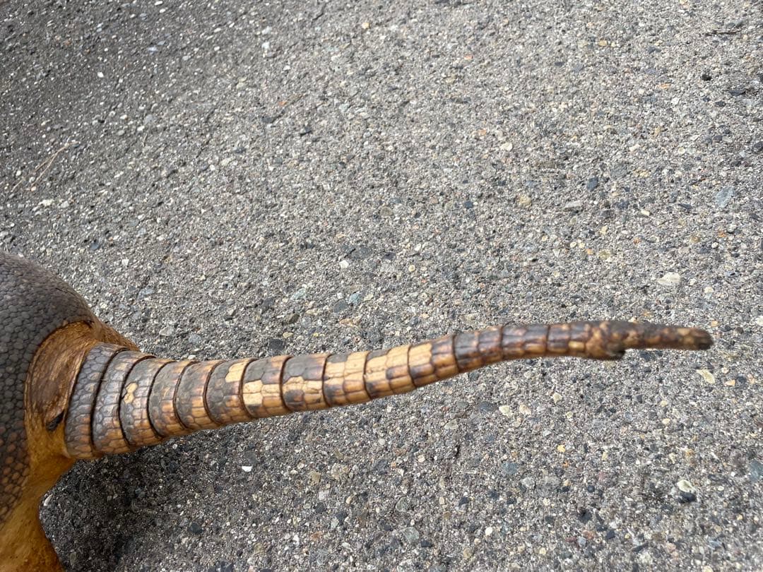 ココノオビアルマジロ　アルマジロ　剥製　ワシントン条約対象外