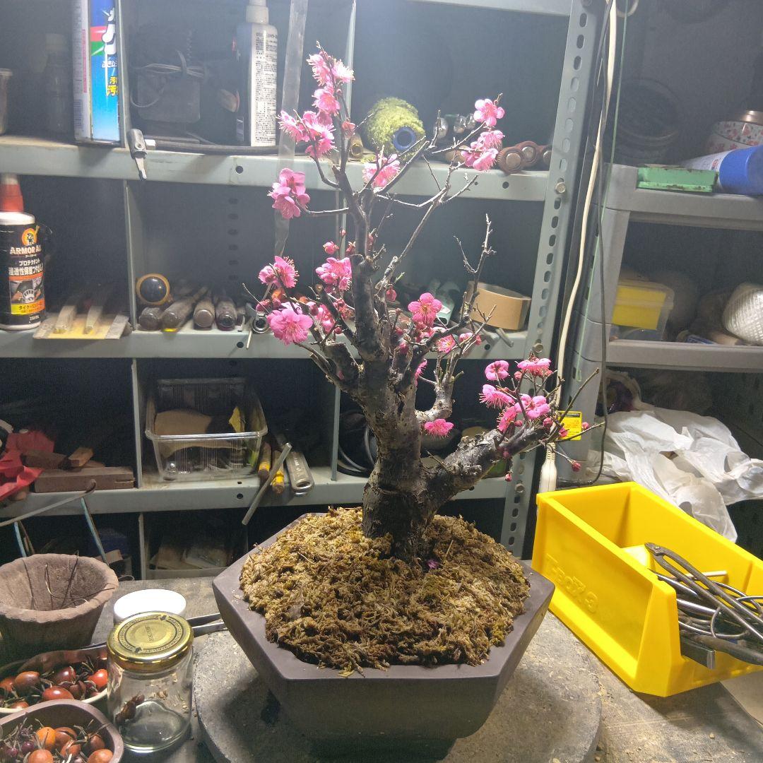 紅梅（かなり年数持ち込み古い）