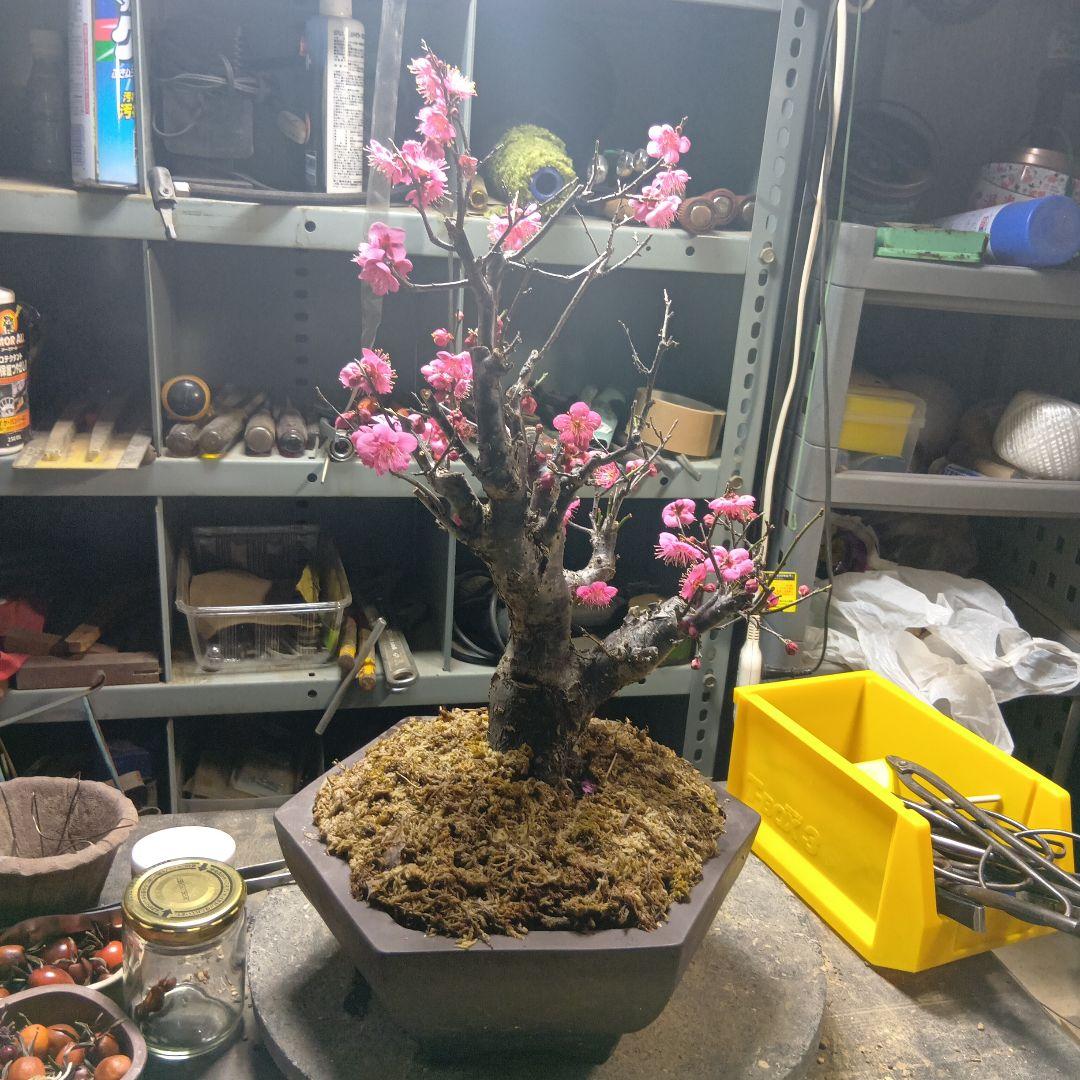 紅梅（かなり年数持ち込み古い）