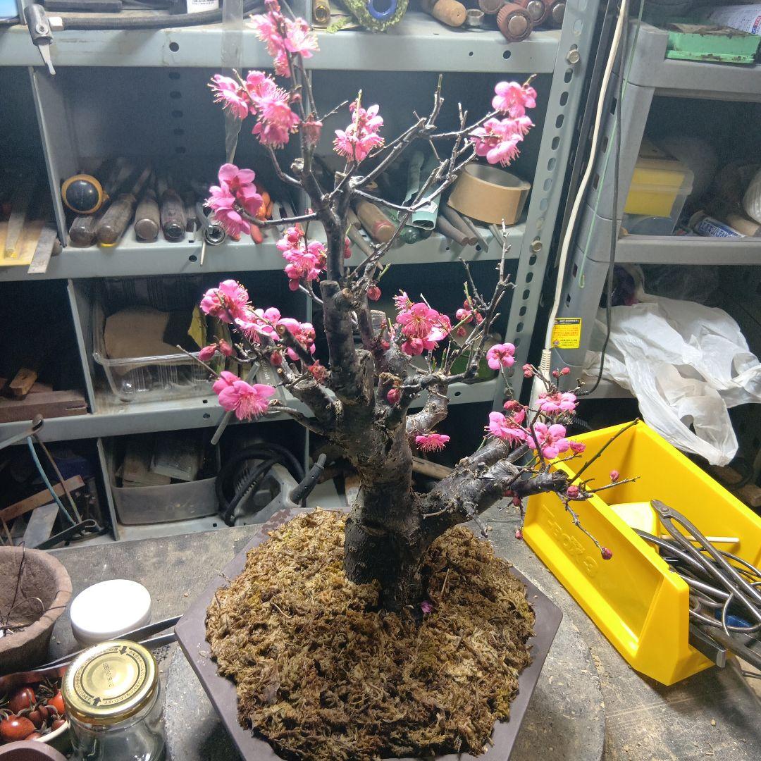 紅梅（かなり年数持ち込み古い）