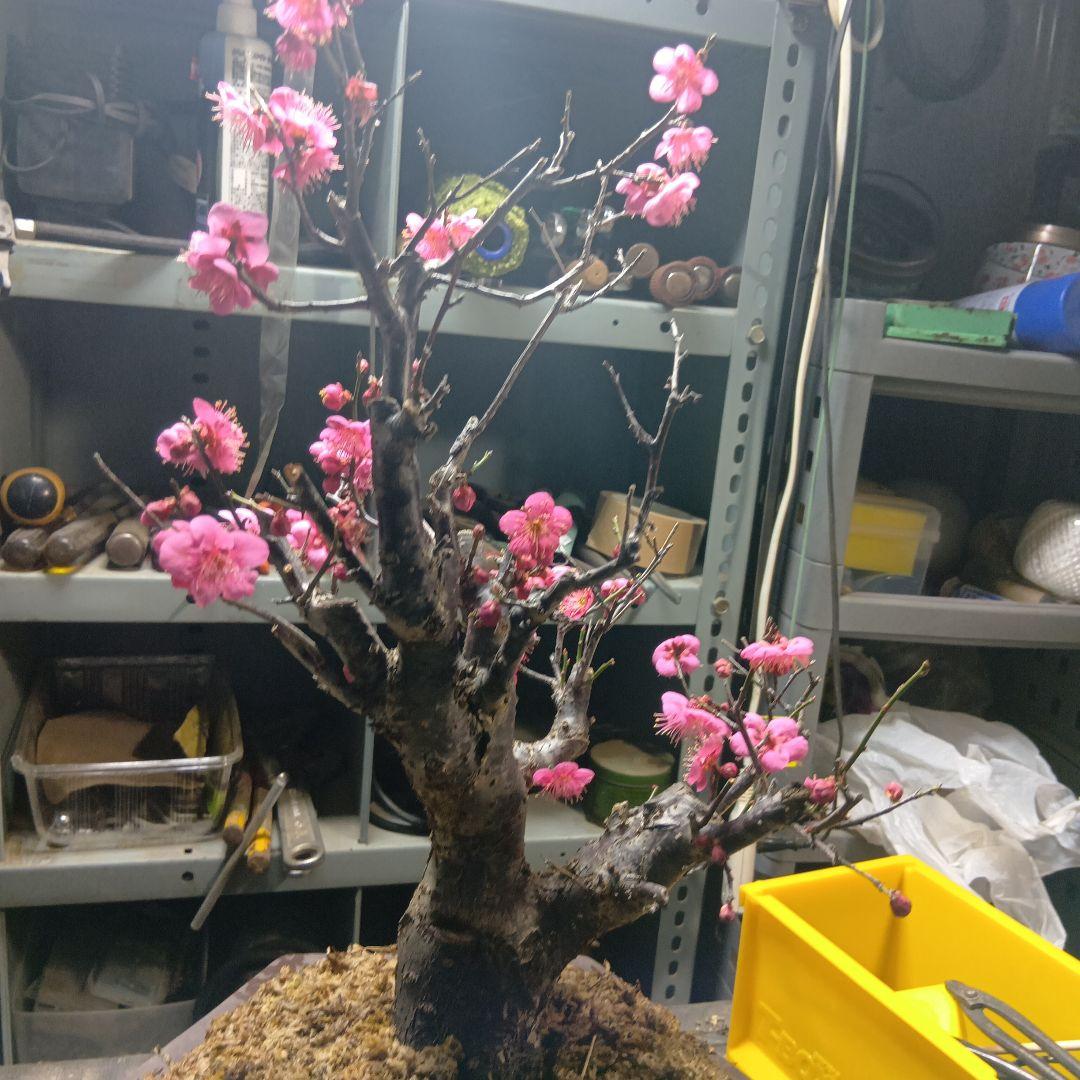 紅梅（かなり年数持ち込み古い）