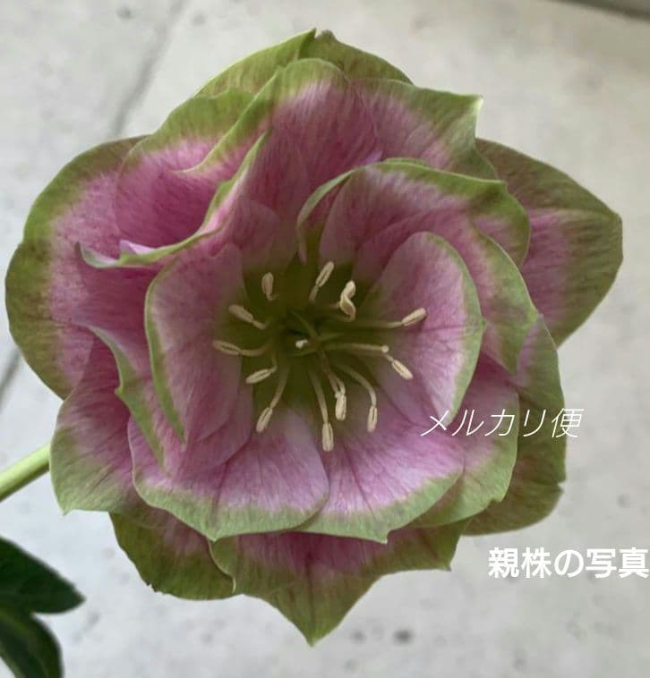 バ*カ様 クリスマスローズ　苗　桜利休かすり　株分け