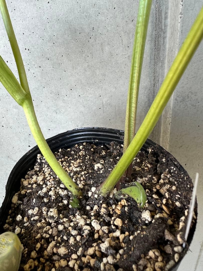 バ*カ様 クリスマスローズ　苗　桜利休かすり　株分け