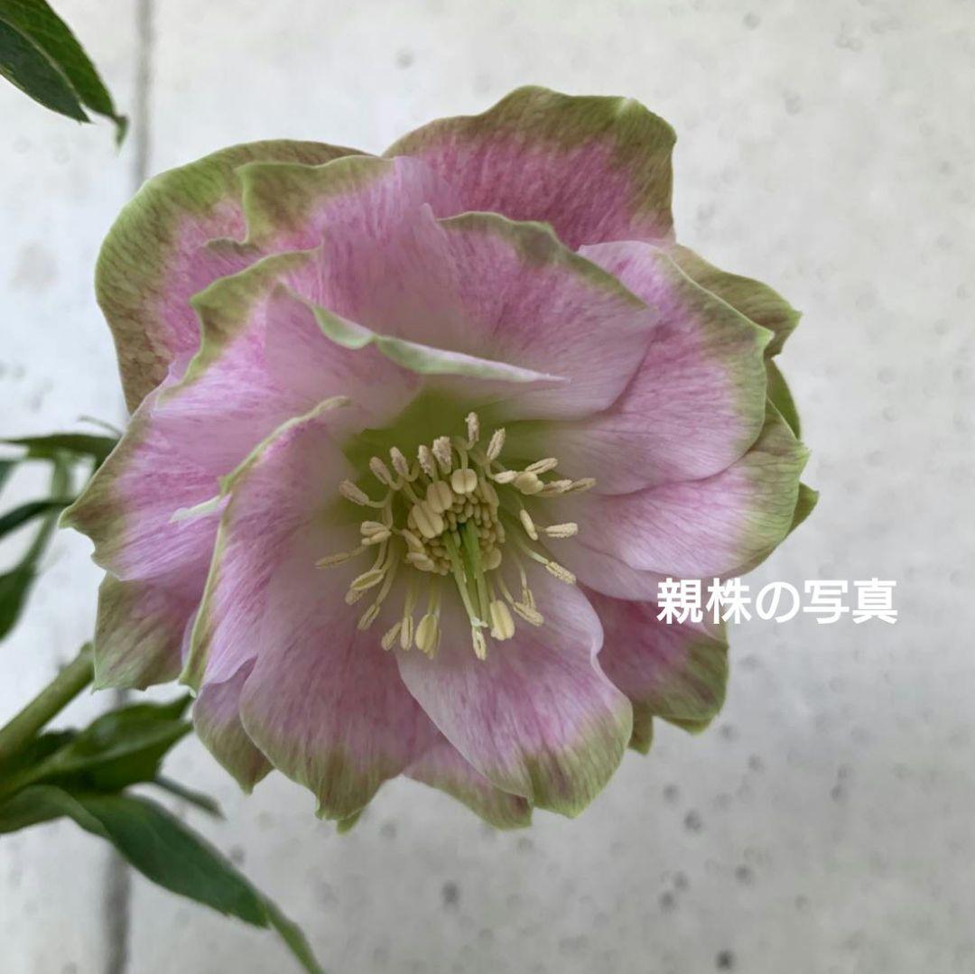 バ*カ様 クリスマスローズ　苗　桜利休かすり　株分け